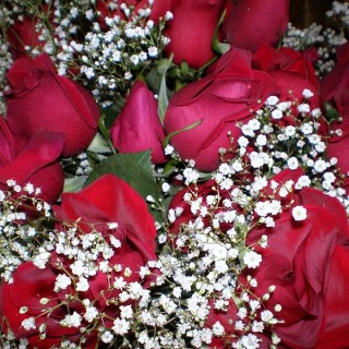 RED_ROSES_4_(2791762442)