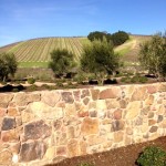 Paso Robles Wine Country Vineyard